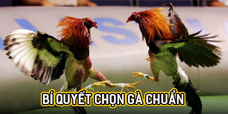 Bí quyết chọn gà chuẩn