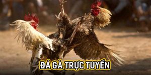 Đá gà trực tuyến