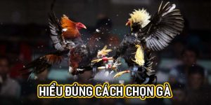 Hiểu đúng cách chọn gà