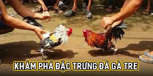 Khám phá đặc trưng đá gà tre