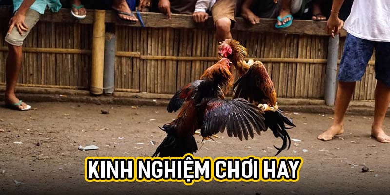 Kinh nghiệm chơi hay
