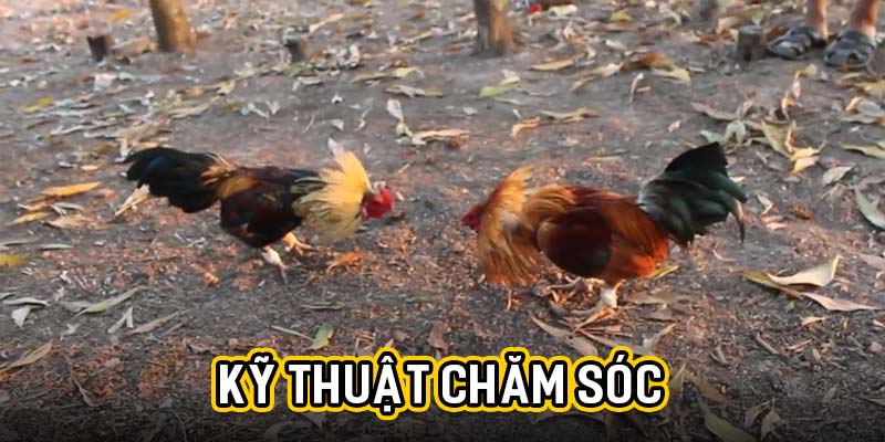 Kỹ thuật chăm sóc