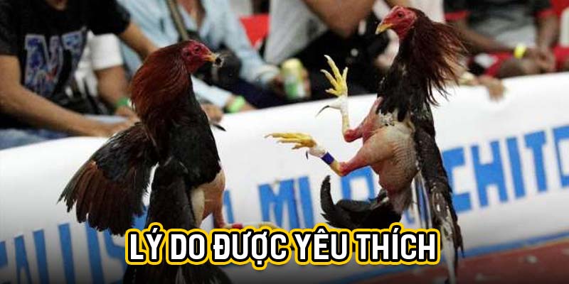 Lý do được yêu thích
