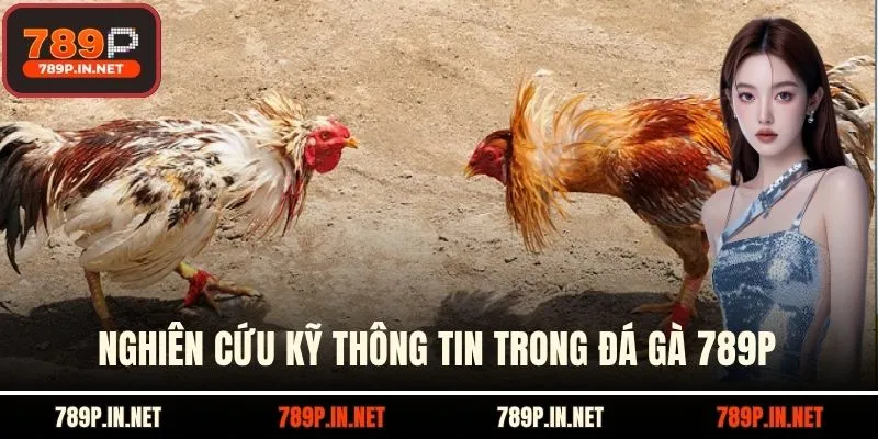Nghiên cứu kỹ thông tin trong Đá gà 789P
