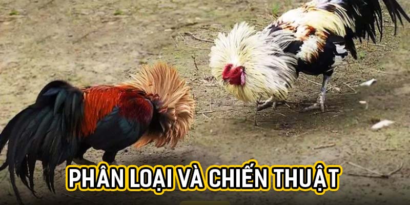 Phân loại và chiến thuật
