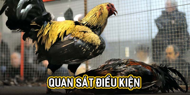 Quan sát điều kiện