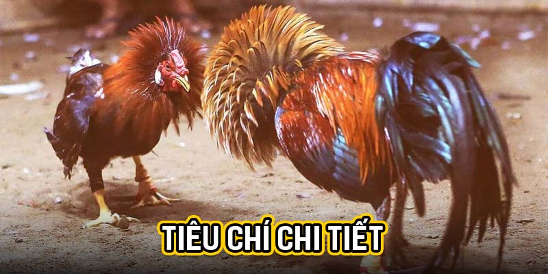 Tiêu chí chi tiết