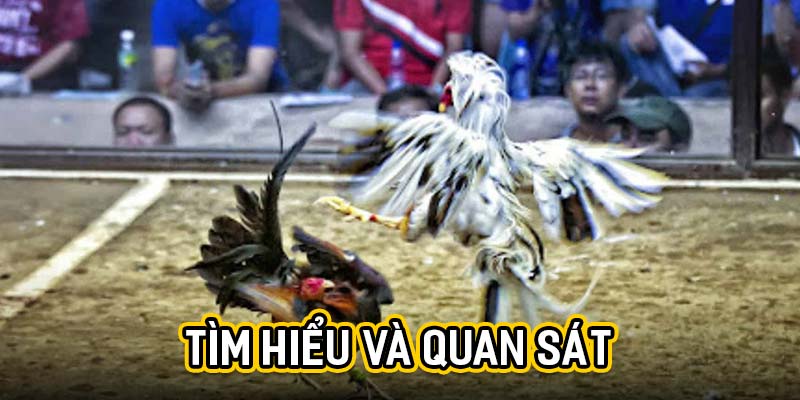 Tìm hiểu và quan sát