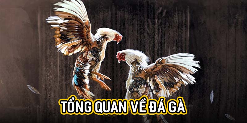 Tổng quan về đá gà