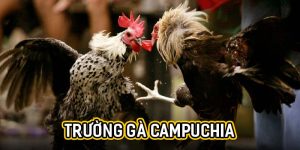 Trường gà campuchia